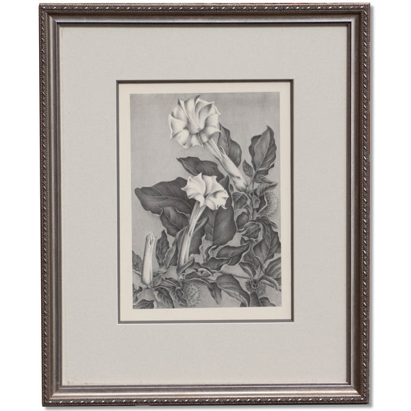 Elizabeth Saltonstall Angel's Trumpet Framed Lithograph 20x16 Vintage 1983